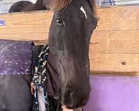 tennessee-walking-mare