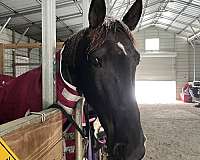 tennessee-walking-horse