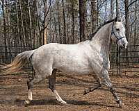 thoroughbred-horse