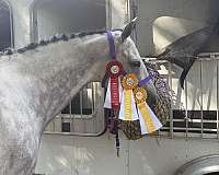 thoroughbred-gelding