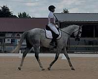 thoroughbred-horse-for-sale