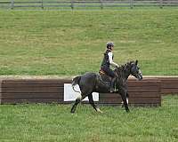 athletic-gypsy-vanner-horse