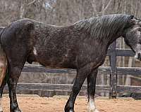 flashy-gypsy-vanner-horse
