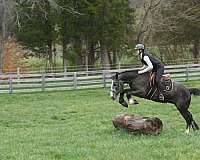 husband-safe-gypsy-vanner-horse