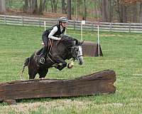 performance-gypsy-vanner-horse