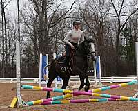 ridden-english-gypsy-vanner-horse