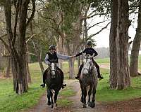 ridden-western-gypsy-vanner-horse