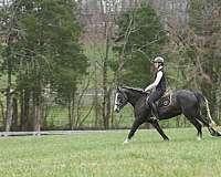 show-gypsy-vanner-horse