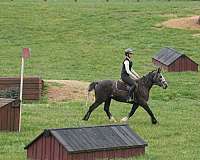 grey-all-around-horse