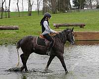 grey-gypsy-vanner-gelding