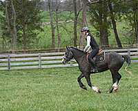 youth-gypsy-vanner-horse