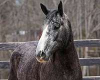 grey-athletic-horse