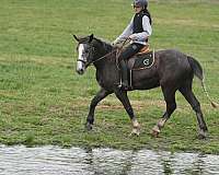grey-flashy-horse