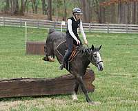 grey-husband-safe-horse