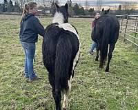 black-quarter-horse-filly-stallion