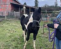 pinto-canadian-filly-stallion