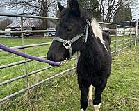 pinto-filly-stallion