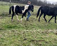 pinto-quarter-horse-filly-stallion
