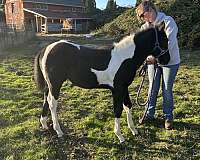 tobiano-canadian-filly-stallion