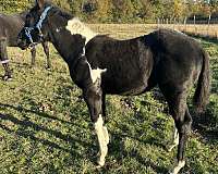 tobiano-pinto-filly-stallion