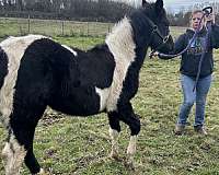tobiano-quarter-horse-filly-stallion