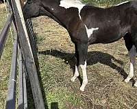 black-ptha-filly-stallion
