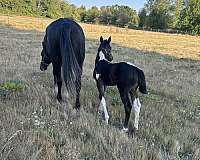pinto-apha-filly-stallion