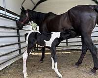 pinto-aqha-filly-stallion