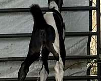 pinto-ptha-filly-stallion