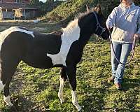 tobiano-apha-filly-stallion