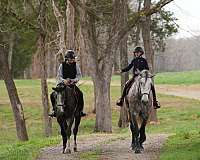 athletic-percheron-horse