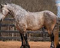 cross-percheron-horse