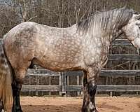 draft-percheron-horse