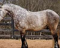 flashy-percheron-horse