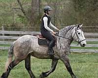 husband-safe-percheron-horse