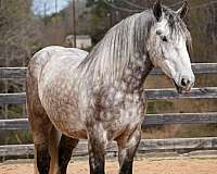 parade-percheron-horse