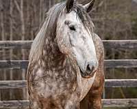 ridden-english-percheron-horse