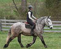 ridden-western-percheron-horse