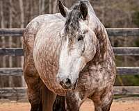 show-percheron-horse