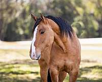 beginner-draft-horse