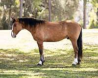 athletic-draft-horse