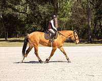cross-draft-horse