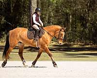 draft-horse
