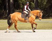 dressage-draft-horse