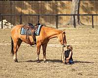 flashy-draft-horse