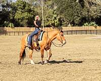 hunter-jumper-draft-horse