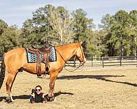parade-draft-horse