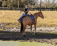 ranch-draft-horse