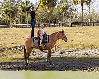ridden-english-draft-horse