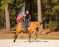 ridden-western-draft-horse
